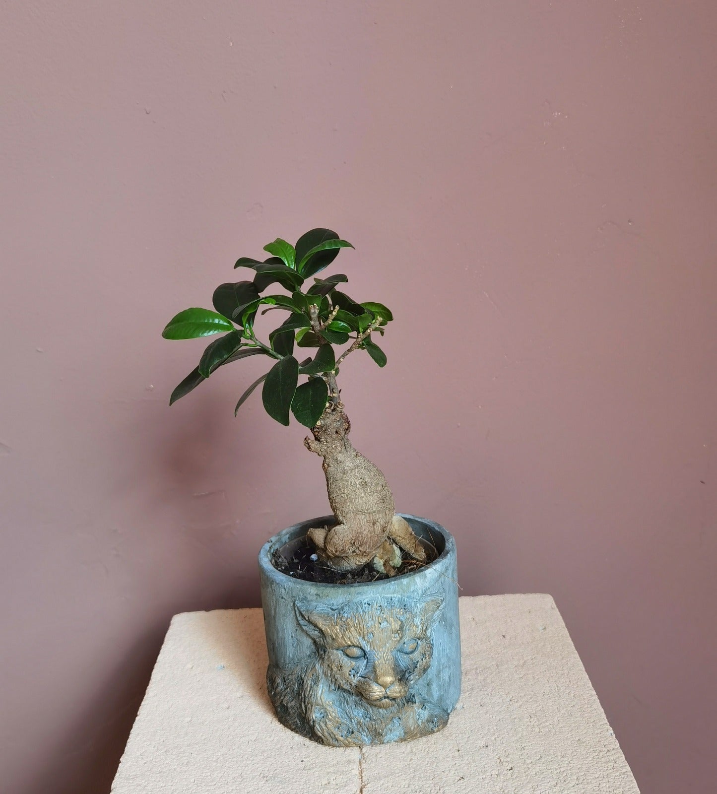 Ficus Bonsai