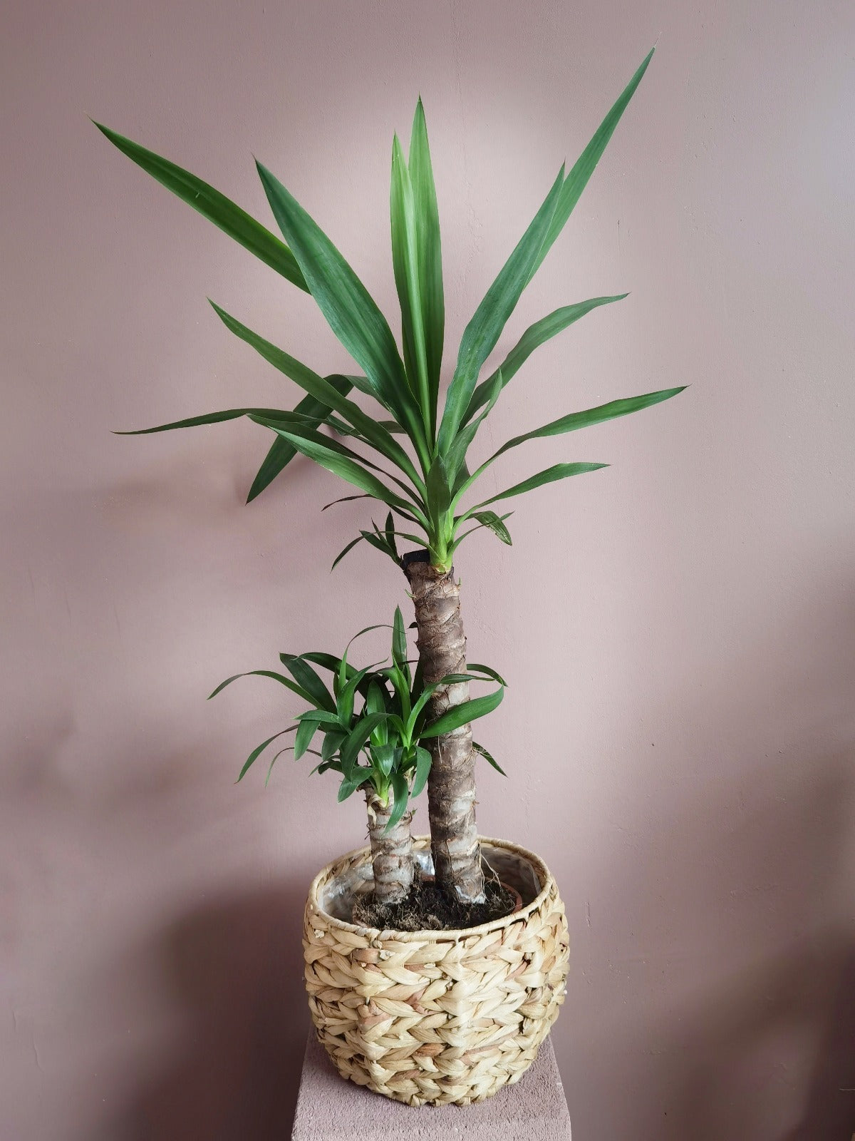 Yucca