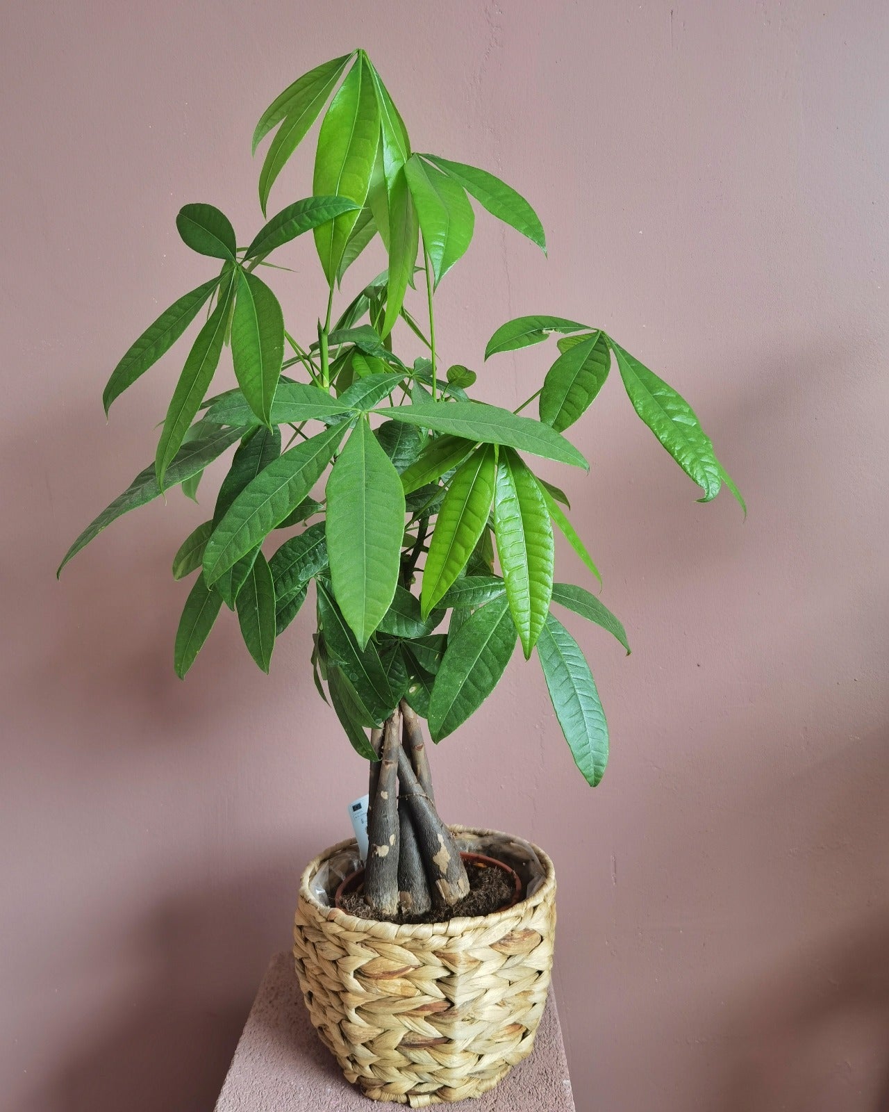 Pachira (Copacul banilor)