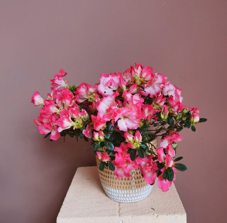 Plante decorative