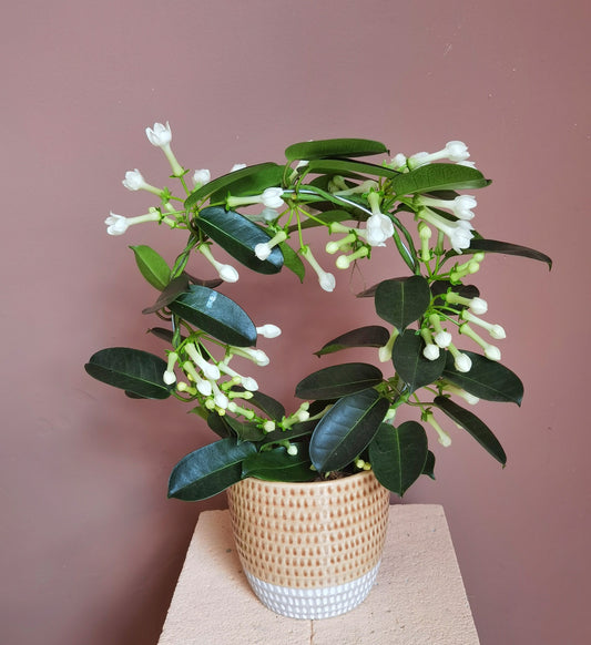 Stephanotis