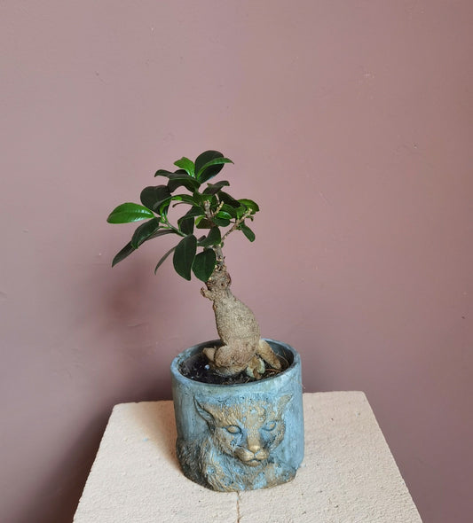 Ficus Bonsai