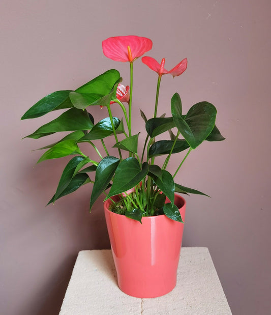 Anthurium