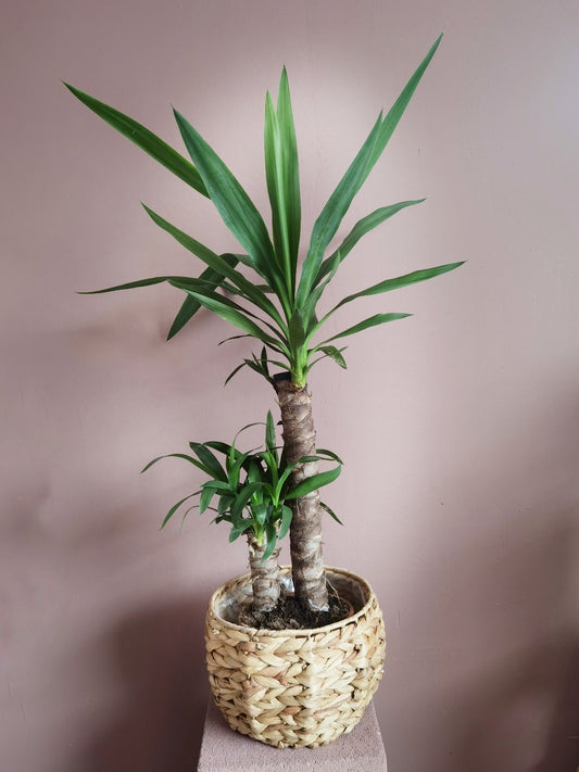Yucca