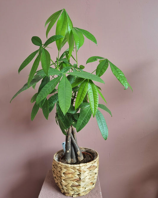 Pachira (Copacul banilor)