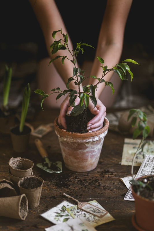 "Green Start"-Primul pas spre jungla ta urbană