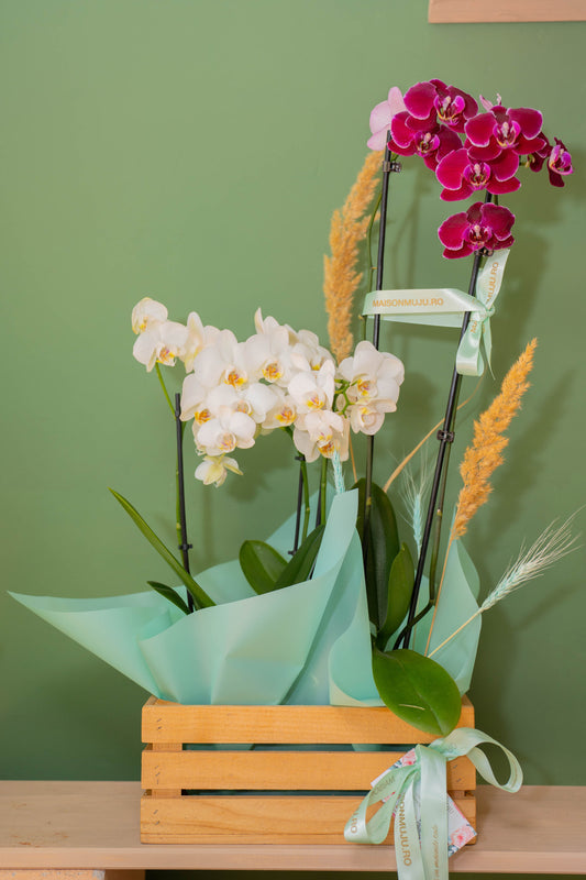 „Eleganță în doi – cutia cu orhidee Maison Muju”