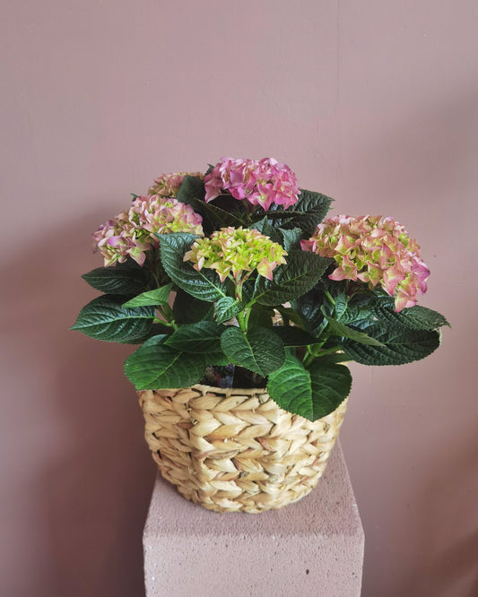 Hydrangea – Delicatețe în volum și culoare