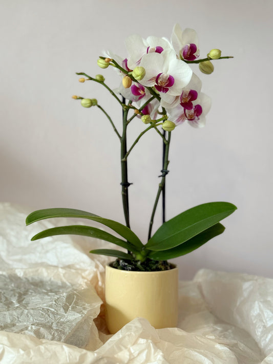 Baby Phalaenopsis – Eleganță în miniatură