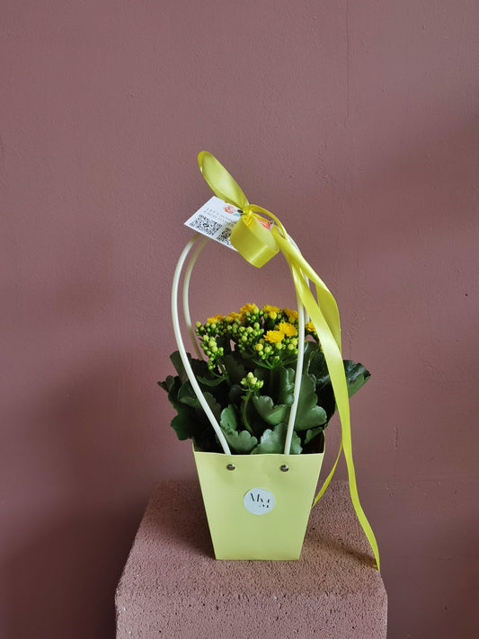 Kalanchoe – Floare a bucuriei și prospețimii