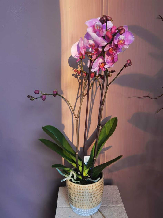 Phalaenopsis cu 2 tije/Orhidee